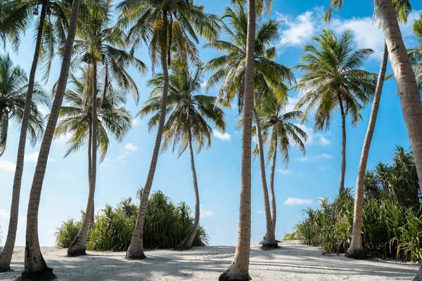 Quels sont les meilleurs spots pour une plongée avec les requins en Bahamas?